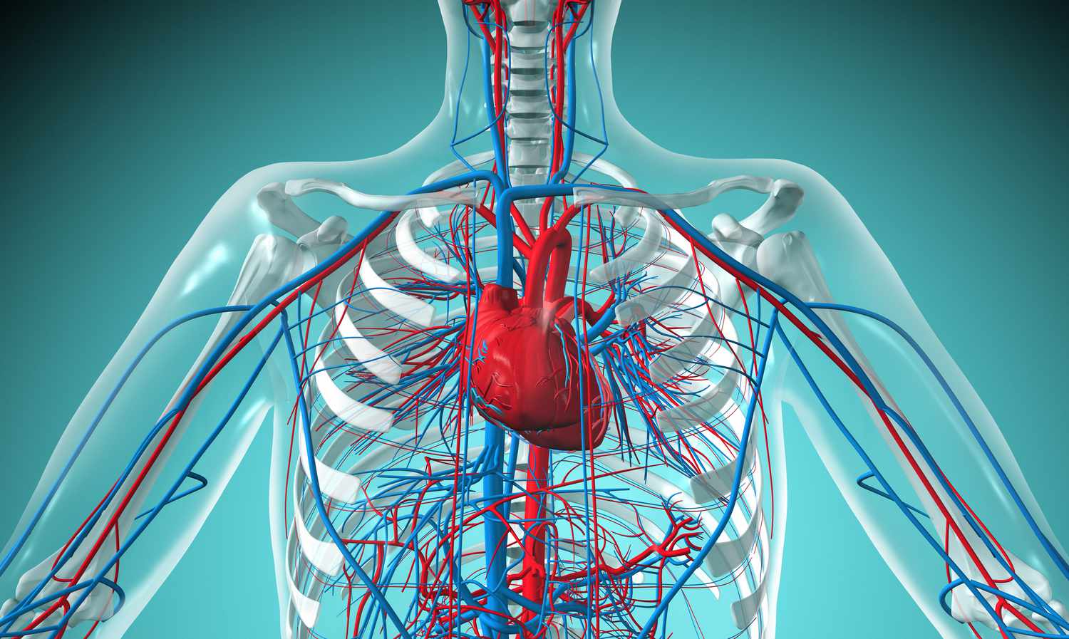 cardiovascular system